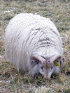white horned ram.gif (158439 bytes)