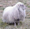 white polled ram lamb.jpg (236164 bytes)