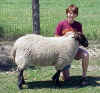 Sarah and Ice X Suff lamb.jpg (123984 bytes)