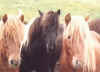horses.jpg (21892 bytes)