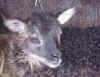 Grey-Mouflon-SG face2.jpg (72202 bytes)