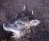 Grey-Mouflon-SG face side.jpg (77029 bytes)
