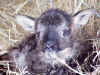 Grey-Mouflon-SG face.jpg (79561 bytes)