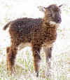 Grey-mouflon-SG 10.jpg (98038 bytes)