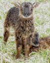 Grey-mouflon-SG 1.jpg (128603 bytes)