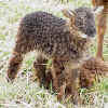 Grey-mouflon-SG 2.jpg (117664 bytes)