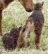 Grey-mouflon-SG 3.jpg (100157 bytes)