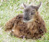Grey-mouflon-SG 7.jpg (111103 bytes)