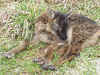 Grey-mouflon-SG 8.jpg (169612 bytes)