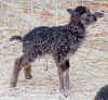 Grey-mouflon-SG ewe lamb.jpg (110231 bytes)