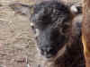 Grey mouflon lamb detail.jpg (104720 bytes)