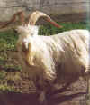 goat.jpg (31198 bytes)