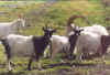 goats.jpg (41582 bytes)