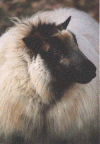 Polled badgerface ewe lamb