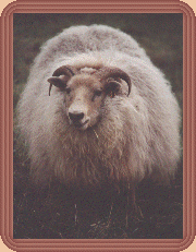 White horned Icelandic ewe