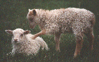 Two white Icelandic lambs