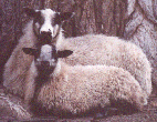 A polled badgerface Icelandic yearling ewe and her ram lamb.