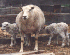 White Icelandic ewe with her lambs