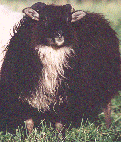 Horned black mouflan patterned ewe lamb