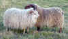 ram lambs 2.jpg (61593 bytes)