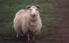 sheep.jpg (13237 bytes)