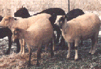Group of shorn Icelandic Ewes, showing the meat conformation