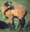 Black badgerface ewe lamb.jpg (61336 bytes)