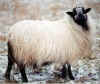 Blk bdg ewe lamb.jpg (62555 bytes)