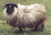 Gray ram lamb.jpg (55989 bytes)