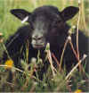 Grey ewe lamb.jpg (64352 bytes)