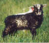 Grey ram lamb.jpg (63217 bytes)
