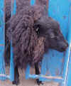 Lamb in headcatch.jpg (82537 bytes)