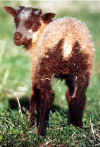 Moorit badgerface ram lamb.jpg (48909 bytes)