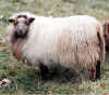 Morrit bdg ewe lamb.jpg (67135 bytes)