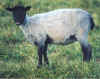 SRX 174G Blk gray sheared ewe.jpg (56690 bytes)