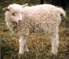 SRX 371J white lamb.jpg (64696 bytes)