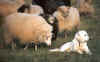 ewes and Olga.jpg (579600 bytes)