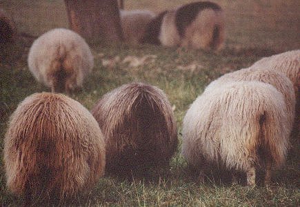 Image of grazing Icelandic sheep