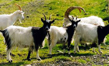 Image of rare Icelandic goats