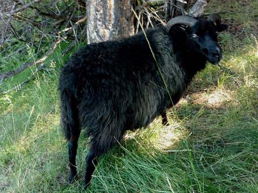 Icelandic Ewe For Sale — BG
