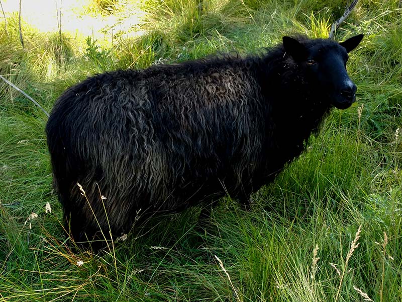 Icelandic Ewe For Sale — Creedence