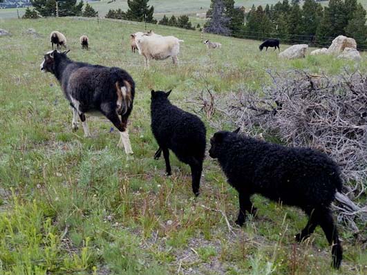 Icelandic Lambs For Sale — Dark and Dante