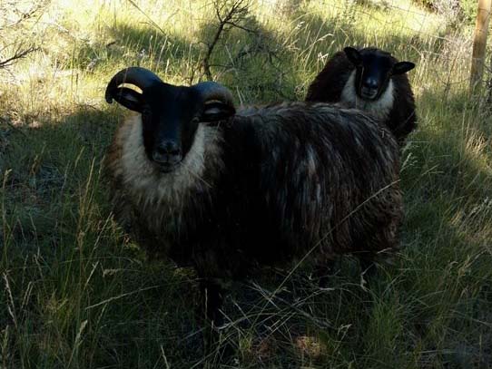 Icelandic Lambs For Sale — Dylan