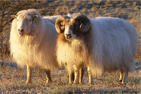 Elkhorn Icelandic Sheep website