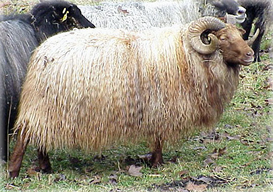Image of an Icelandic sheep