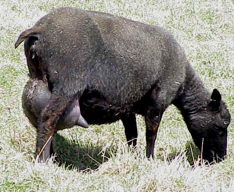 Image of a great milking undder on an Icelandic sheep