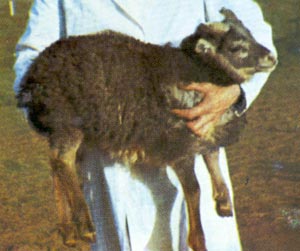 Example of an Icelandic sheep exhibiting the grey mouflon pattern