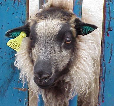 Image of tattooed and tagged sheep