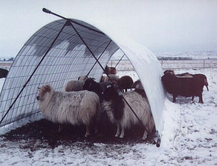Image of a snow hut for Icelandic sheep