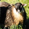 Image 02 of a black-grey mouflon Icelandic lamb